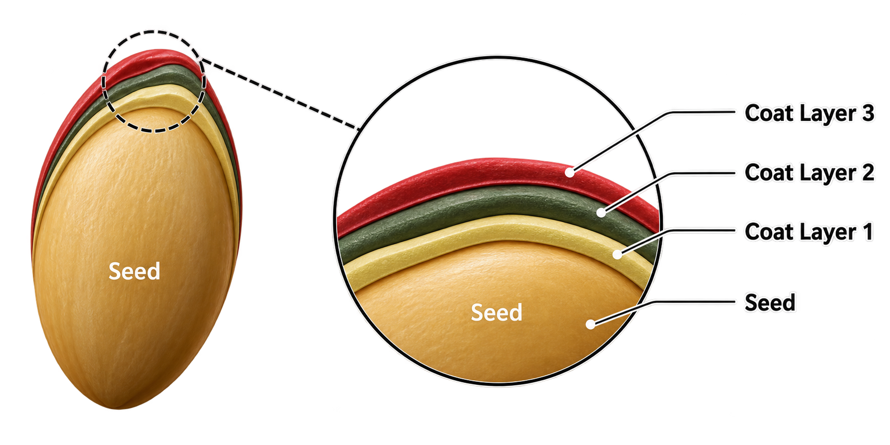 Seed coating layers